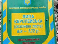 Липа европейская