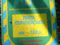 Липа європейська