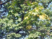 Silver-leaf Maple