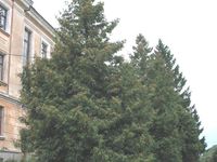 Thuja occidentalis