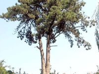 Austrian pine or Corsican pine