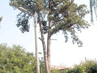 Austrian pine or Corsican pine