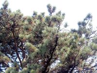 Austrian pine or Corsican pine