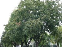 Norway Maple