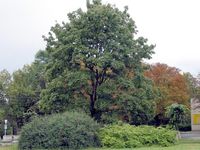 Biogroup of trees