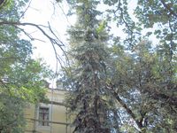 Colorado spruce