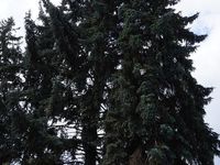 Colorado spruce
